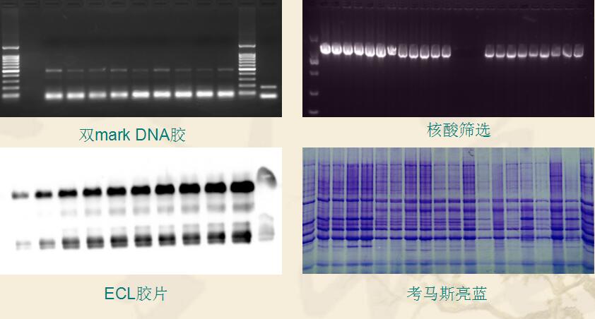 一体化凝胶成像仪拍摄效果